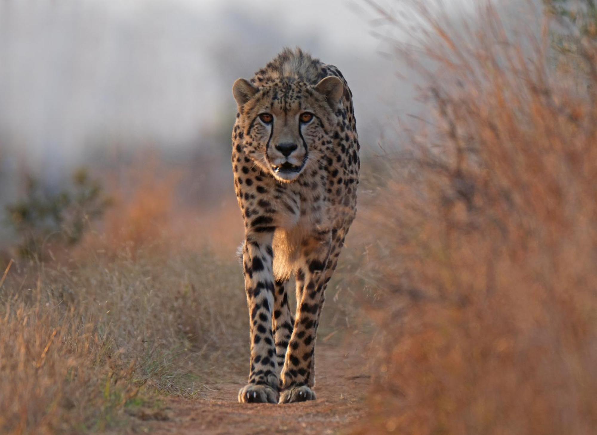 Valley Lodge - Babanango Game Reserve 던디 외부 사진