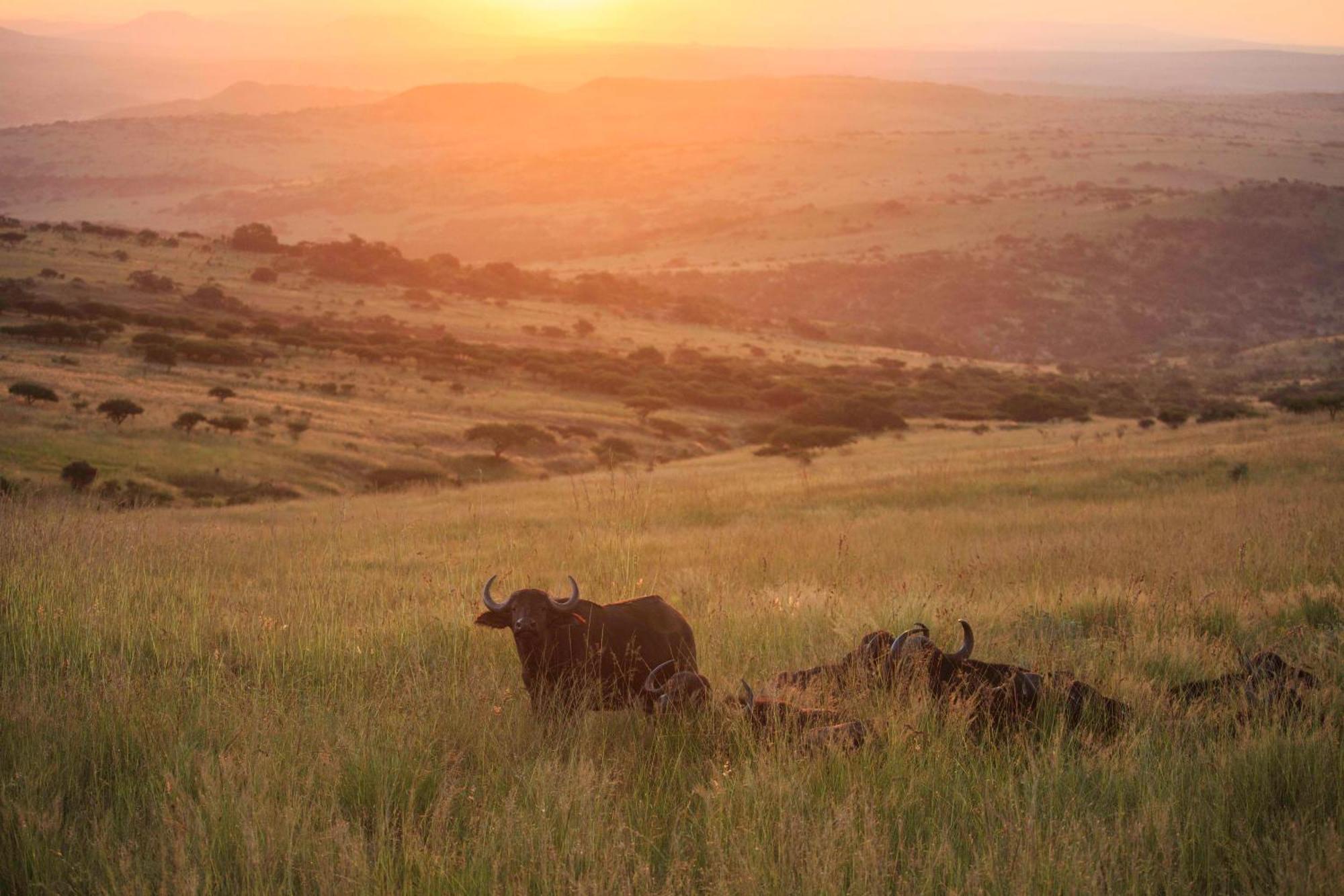 Valley Lodge - Babanango Game Reserve 던디 외부 사진