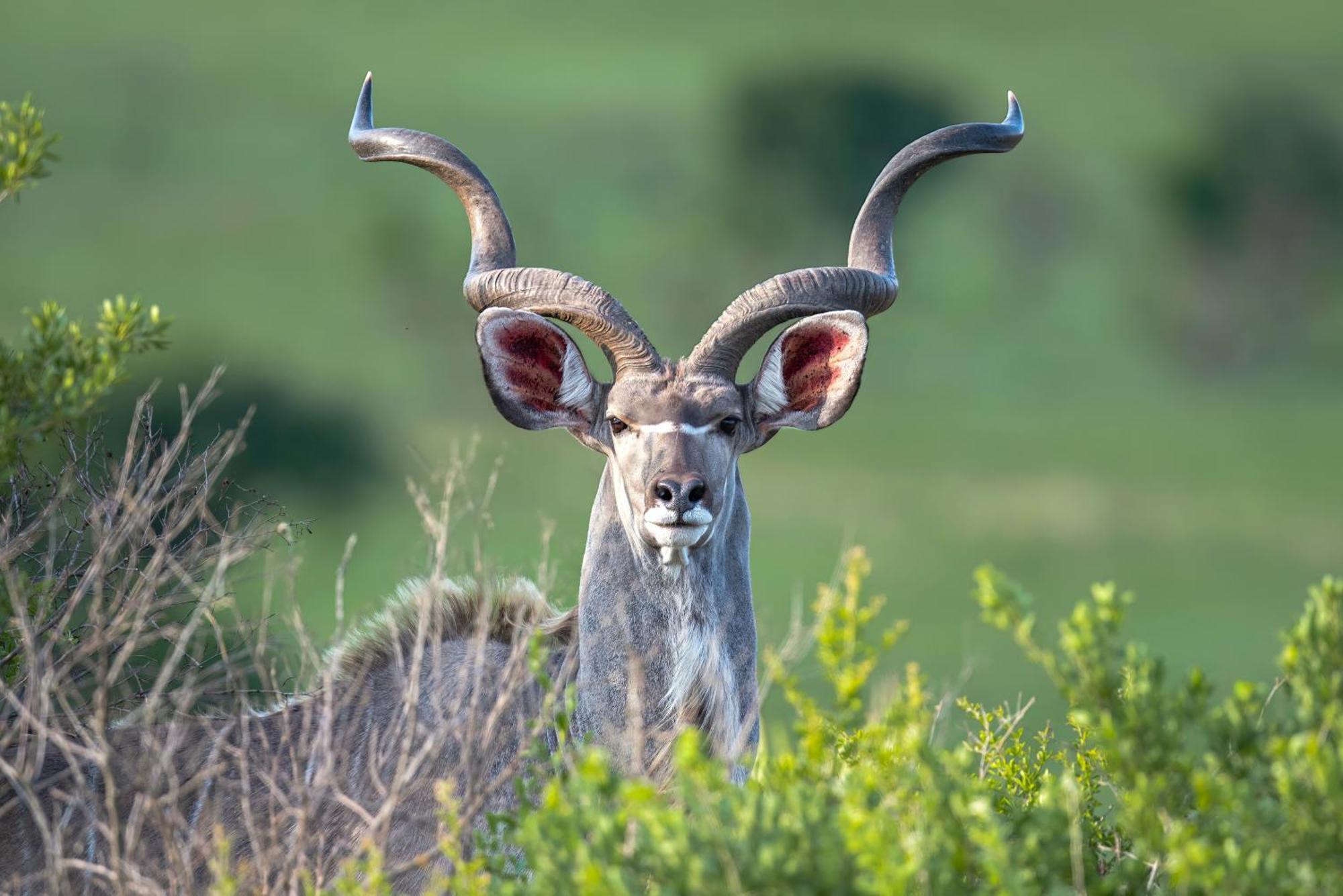 Valley Lodge - Babanango Game Reserve 던디 외부 사진