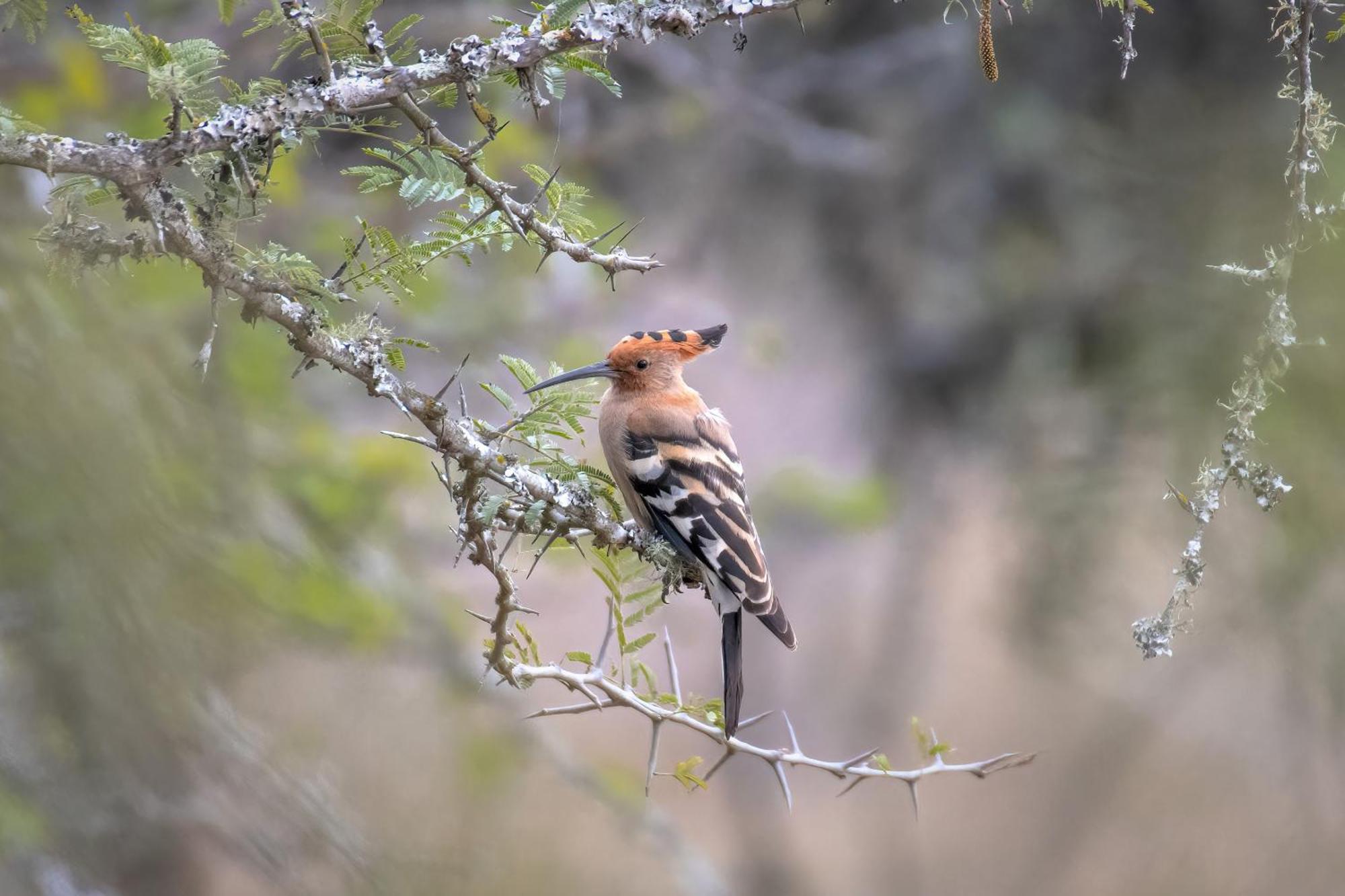 Valley Lodge - Babanango Game Reserve 던디 외부 사진