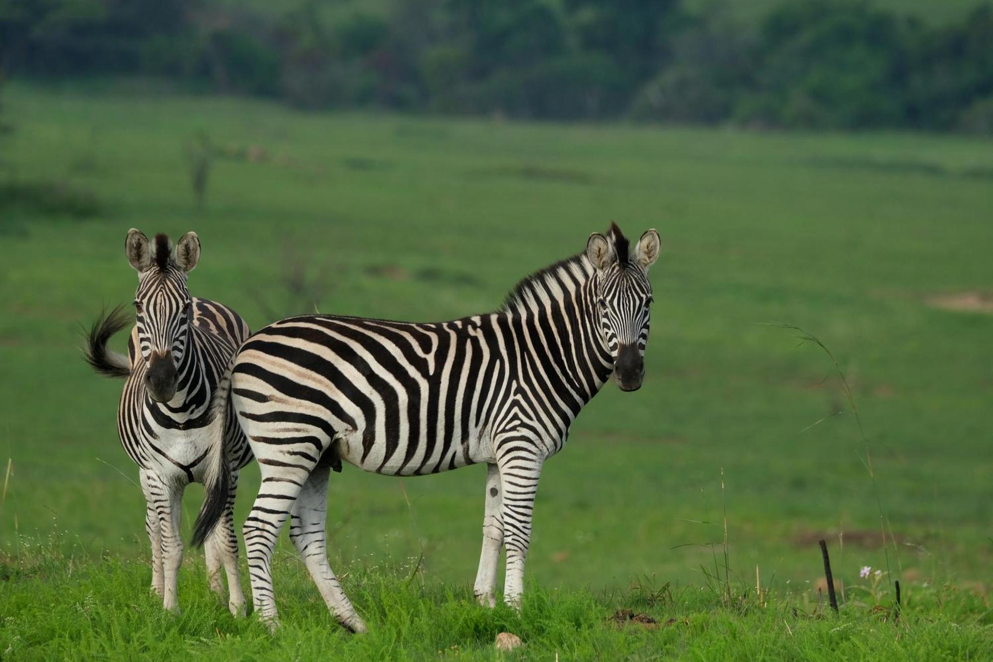 Valley Lodge - Babanango Game Reserve 던디 외부 사진